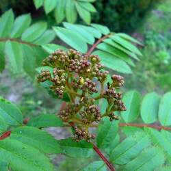 Sorbus discolor Snowberry Mountain Ash seed for sale 