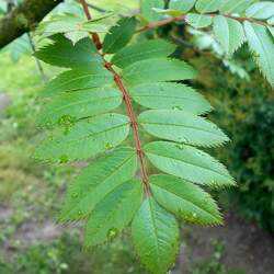 Sorbus discolor Snowberry Mountain Ash seed for sale 