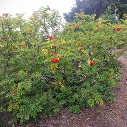 Sorbus sitchensis Western Mountain Ash, Sitka Mountain Ash seed for sale 