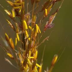 Sorghastrum nutans  Tomahawk Indiangrass, Yellow Indiangrass seed for sale 