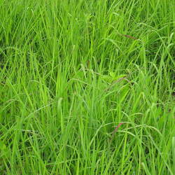 Sorghastrum nutans  Tomahawk Indiangrass, Yellow Indiangrass seed for sale 