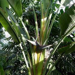 Strelitzia nicolai Bird-of-paradise -tree seed for sale 