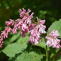 Syringa komarowii Pendulous Lilac seed for sale 