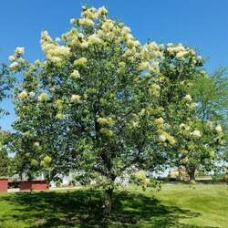 Syringa reticulata pekinensis Peking Tree Lilac, Pekin Lilac seed for sale 