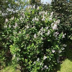 Syringa villosa Villous Lilac, Late Lilac seed for sale 