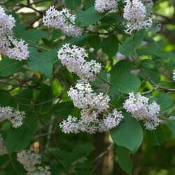 Syringa wolfii Wolf's Lilac seed for sale 