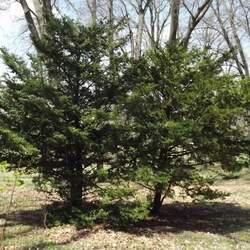 Taxus cuspidata   Capitata Japanese Yew, Capitata Yew seed for sale 