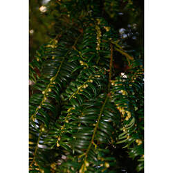 Taxus wallichiana  chinensis Chinese Yew seed for sale 