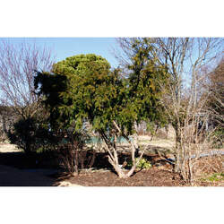 Taxus wallichiana  chinensis Chinese Yew seed for sale 