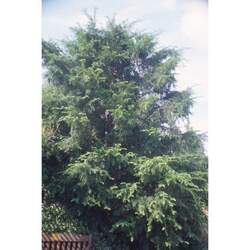 Taxus wallichiana  chinensis Chinese Yew seed for sale 