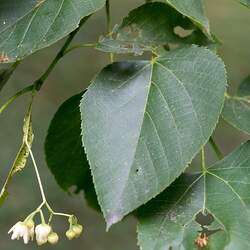 Tilia americana American Basswood, Basswood, American linden seed for sale 