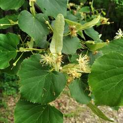 Tilia amurensis Amur Linden, Amur Lime seed for sale 