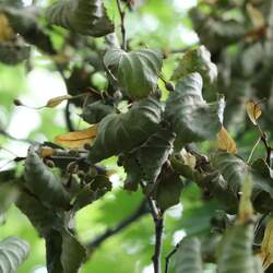 Tilia amurensis Amur Linden, Amur Lime seed for sale 