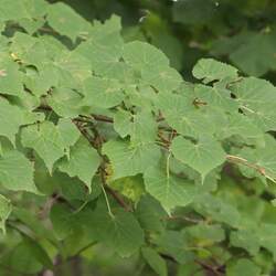 Tilia amurensis Amur Linden, Amur Lime seed for sale 