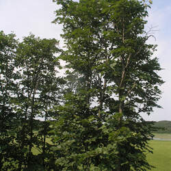 Tilia mandshurica Manchurian Linden, Manchurian Lime seed for sale 