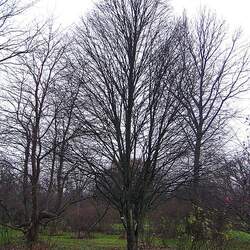 Tilia platyphyllos   Laciniata Cut-leaved Lime, Cut-leaved Linden seed for sale 