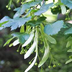 Tilia platyphyllos   Laciniata Cut-leaved Lime, Cut-leaved Linden seed for sale 