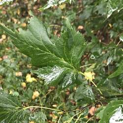 Tilia platyphyllos   Laciniata Cut-leaved Lime, Cut-leaved Linden seed for sale 