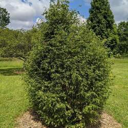 Tilia platyphyllos   Laciniata Cut-leaved Lime, Cut-leaved Linden seed for sale 