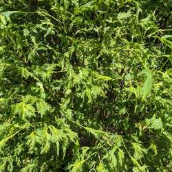 Tilia platyphyllos   Laciniata Cut-leaved Lime, Cut-leaved Linden seed for sale 