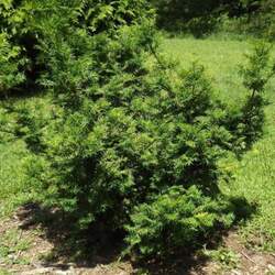 Torreya grandis Chinese Nutmeg Tree, Chinese Nutmeg Yew seed for sale 