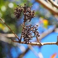 Toxicodendron succedaneum Wax Tree seed for sale 