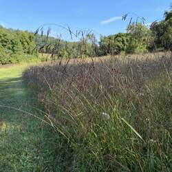 Tridens flavus Purpletop Tridens, Greasegrass, Tall Redtop, Sandgrass seed for sale 