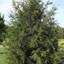 Tsuga chinensis Chinese Hemlock seed for sale 