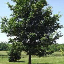 Ulmus davidiana Japanese Elm, David Elm seed for sale 