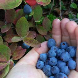 Vaccinium deliciosum Cascade Bilberry, Blue-leaved Huckleberry, Cascade Blueberry seed for sale 