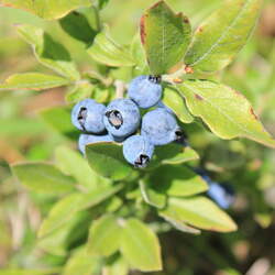 Vaccinium myrtilloides Velvetleaf Huckleberry, Canadian Blueberry, Common Blueberry, Velvetleaf Blueberry, Sourtop Blueberry seed for sale 