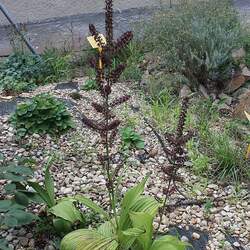 Veratrum nigrum False Hellebore, Black False Hellebore seed for sale 