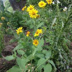 Verbesina encelioides Golden Crownbeard, Crown Beard , Cowpen Daisy seed for sale 