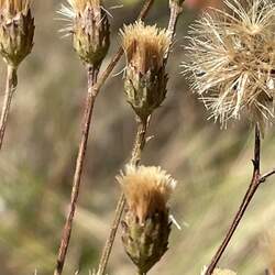 Vernonia angustifolia Tall Ironweed, Narrow Leaf Ironweed seed for sale 