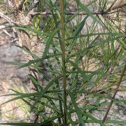 Vernonia angustifolia Tall Ironweed, Narrow Leaf Ironweed seed for sale 