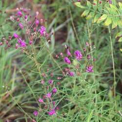 Vernonia angustifolia Tall Ironweed, Narrow Leaf Ironweed seed for sale 