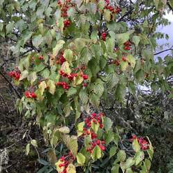 Viburnum betulifolium Birch-leaved Viburnum seed for sale 