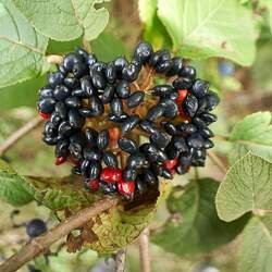 Viburnum lantana Wayfaringtree, Wayfaring Tree seed for sale 