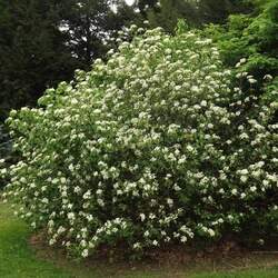 Viburnum lentago Nannyberry seed for sale 