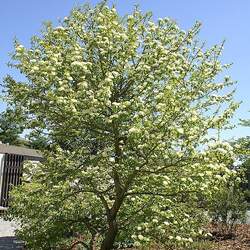 Viburnum prunifolium fruits Blackhaw seed for sale 