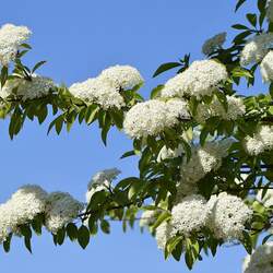 Viburnum prunifolium fruits Blackhaw seed for sale 