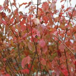 Viburnum prunifolium fruits Blackhaw seed for sale 