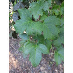 Viburnum sargentii Sargent Cranberry seed for sale 