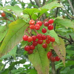 Viburnum sargentii Sargent Cranberry seed for sale 