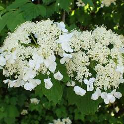 Viburnum sargentii Sargent Cranberry seed for sale 