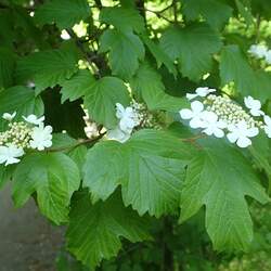 Viburnum sargentii Sargent Cranberry seed for sale 