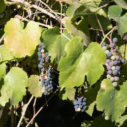 Vitis californica California Wild Grape seed for sale 