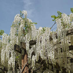 Wisteria sinensis  Alba White Chinese Wisteria seed for sale 