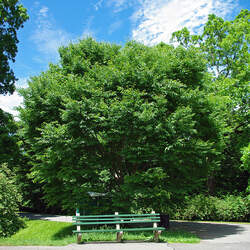 Zelkova schneideriana Chinese Zelkova, Schneider's Zelkova, Jumu, Southern Elm seed for sale 