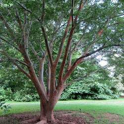 Zelkova sinica Chinese Zelkova seed for sale 